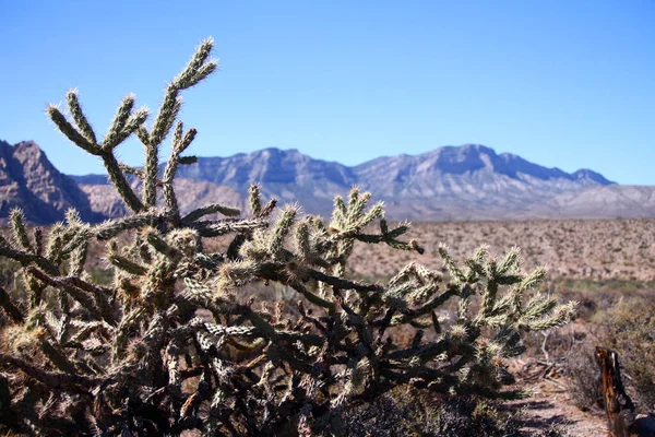 Plante Typique Succulente Désert Avec Red Rock Canyon Sur Dos — Photo