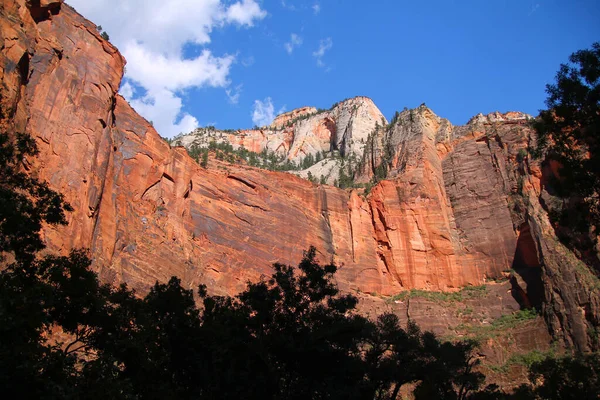 Tons Vermelho Pintado Nas Falésias Parque Nacional Zion Utah — Fotografia de Stock