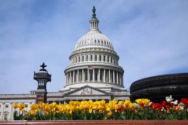 Röda Och Gula Tulpaner Sommardag Med Förenta Staternas Huvudstad Capitol — Stockfoto