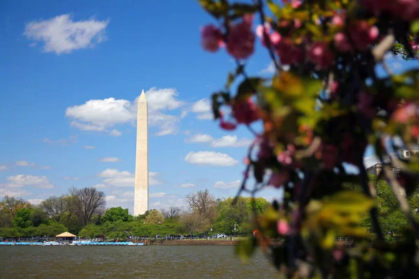 Det Vita Washington Obelisk Monumentet Nedanför Rosa Blommorna Tidvattenbassängen Washington — Stockfoto