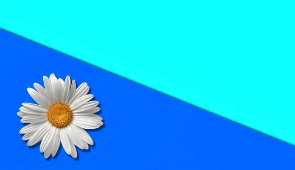 Vita Blommor Blå Bakgrund — Stockfoto