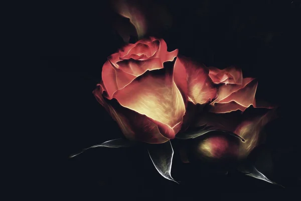 Roses on the dark background