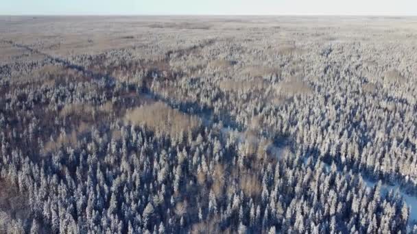 Vista aérea de um drone de uma estrada no meio de árvores cobertas de neve e floresta coberta de neve em um dia de inverno. Uma densa floresta de inverno na taiga ou Sibéria, panorama em 4K — Vídeo de Stock