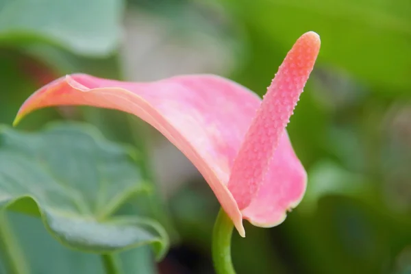 Flower — Stock Photo, Image