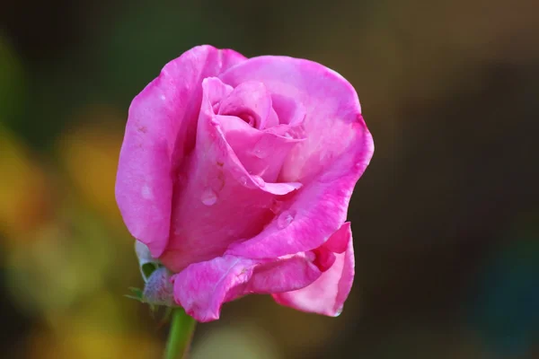 Rosas — Fotografia de Stock