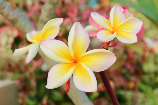 Flower — Stock Photo, Image