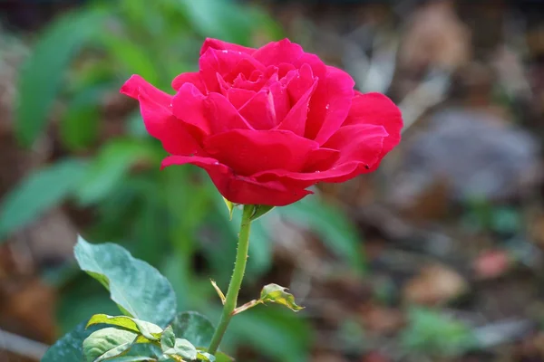 Roses — Stock Photo, Image