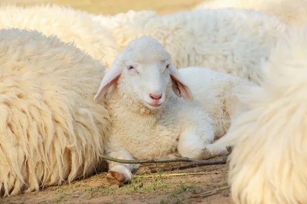 Sheep — Stock Photo, Image