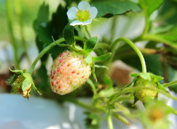 Erdbeere — Stockfoto