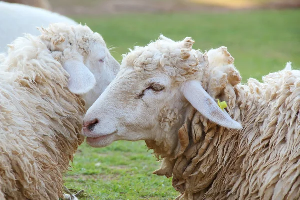 Sheep — Stock Photo, Image