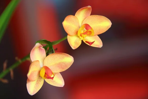 Orchidee — Stockfoto