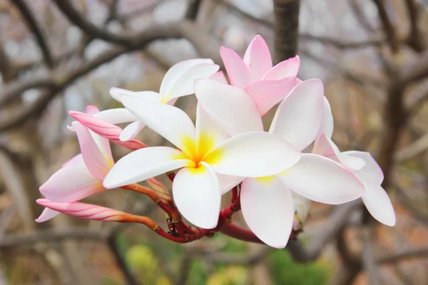 Frangipani — Stockfoto