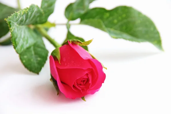 Rose — Stock Photo, Image