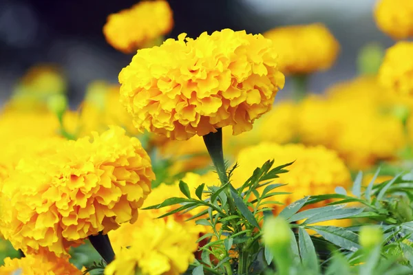 Marigold — Stock Photo, Image