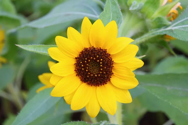 Girasol — Foto de Stock