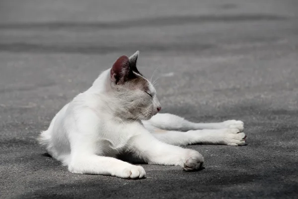 Un gatto. — Foto Stock