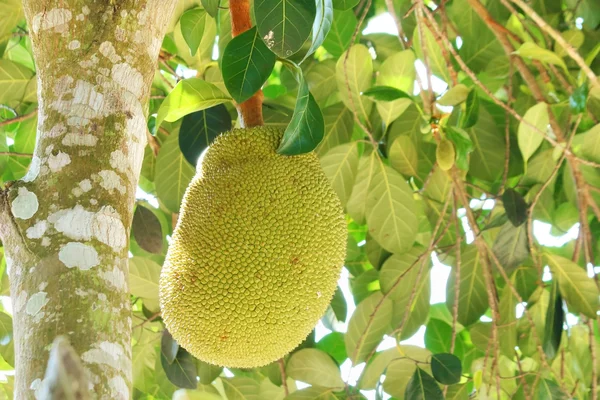 Groenten en fruit — Stockfoto