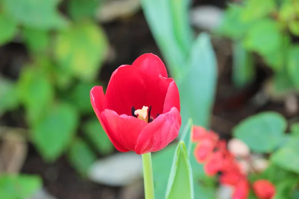 Tulpen — Stockfoto