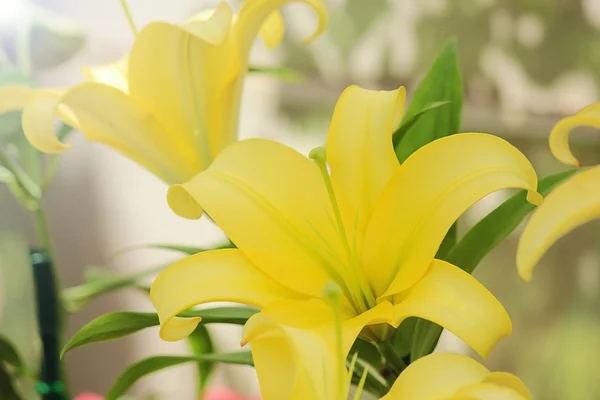 Lily — Stock Photo, Image