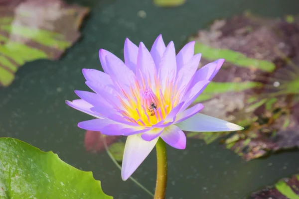 Flores — Fotografia de Stock