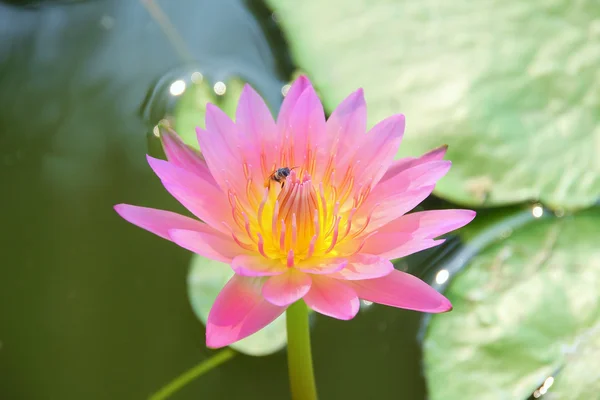 Flores — Fotografia de Stock