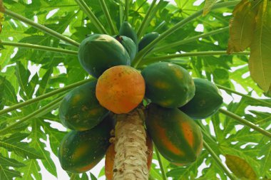 Papaya