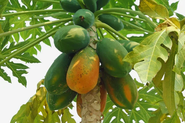 Papaya — Stok fotoğraf