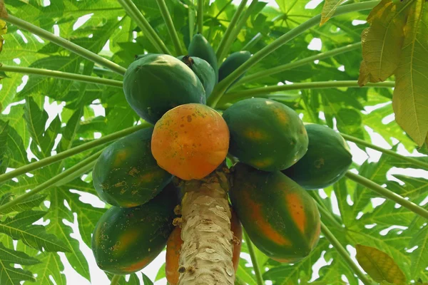 Papaya — Stockfoto