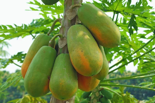 Papaya — Stok fotoğraf