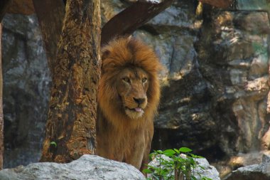 Aslan