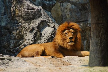 Aslan