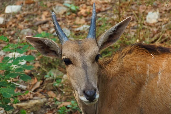 Djur — Stockfoto