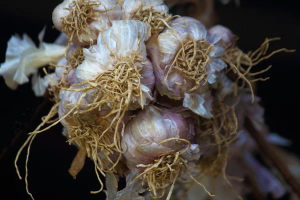 Bawang putih — Stok Foto