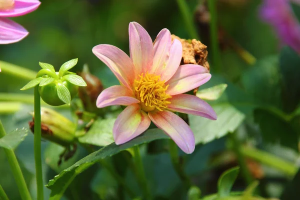 Flores — Foto de Stock