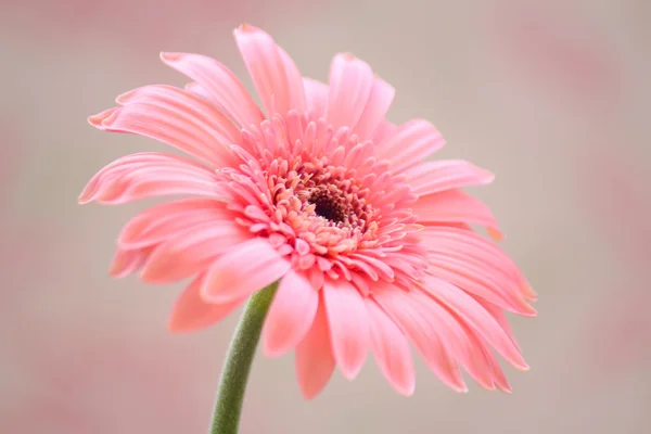 Flores — Fotografia de Stock