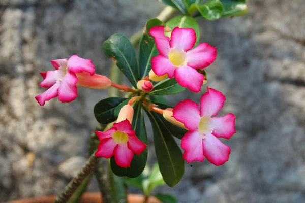 Flores —  Fotos de Stock