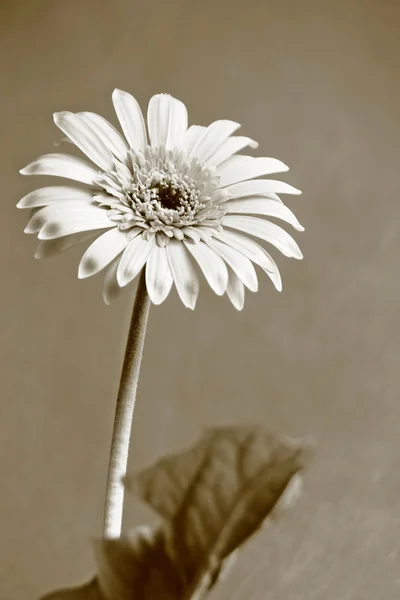 Flores — Fotografia de Stock