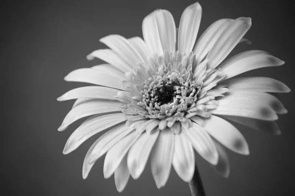 Flower — Stock Photo, Image