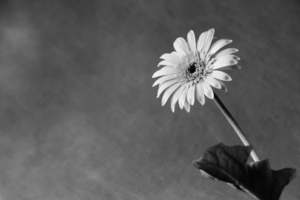 Flower — Stock Photo, Image