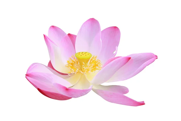 Lotus — Stockfoto