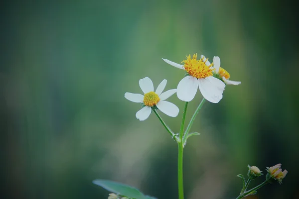 Fiore — Foto Stock