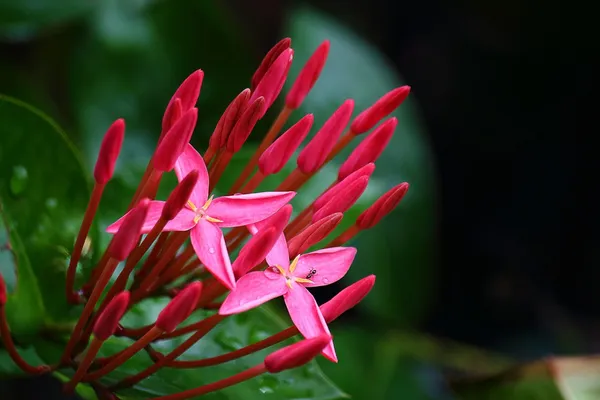 Flor —  Fotos de Stock