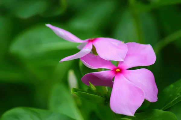 Flower — Stock Photo, Image