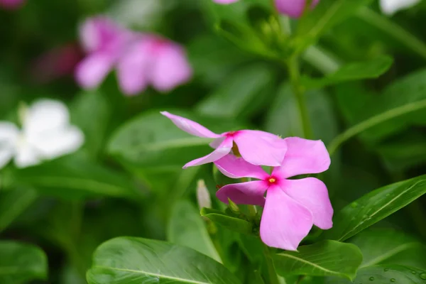 花香 — 图库照片