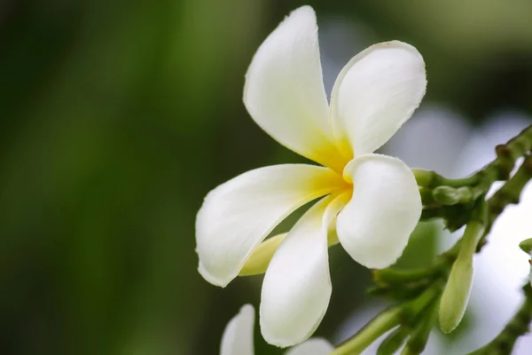 Flower — Stock Photo, Image