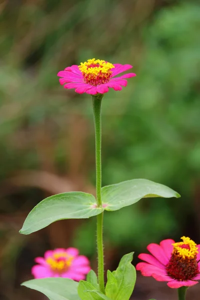 Flor — Foto de Stock