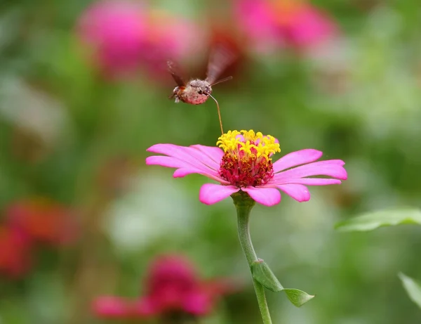 Flower — Stock Photo, Image