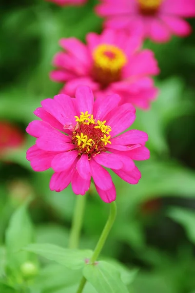 Flower — Stock Photo, Image