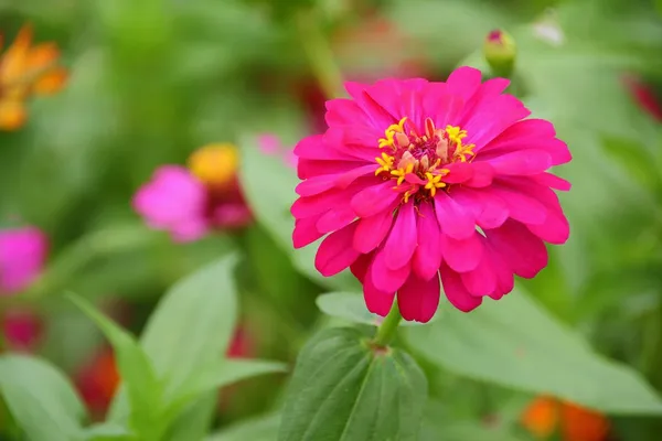 Flower — Stock Photo, Image