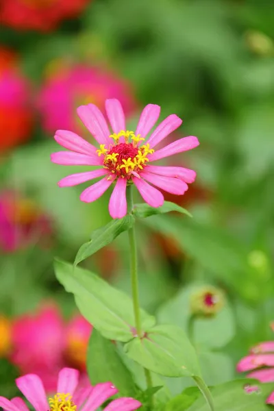 Flower — Stock Photo, Image